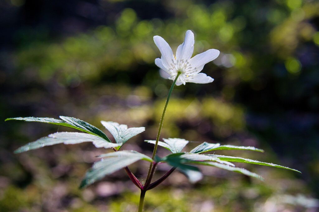 Backlit wood anemone by okvalle