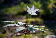 20th May 2023 - Backlit wood anemone