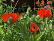 20th May 2023 - Poppies