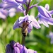 National bee day today! by bigmxx