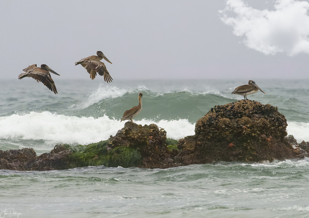 Two Brown Pelican Pairs  by jgpittenger