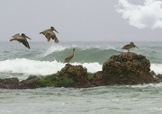 20th May 2023 - Two Brown Pelican Pairs 