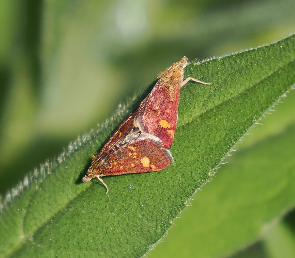 Pyrausta aurata  by jesika2