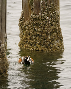 20th May 2023 - Harlequin Duck
