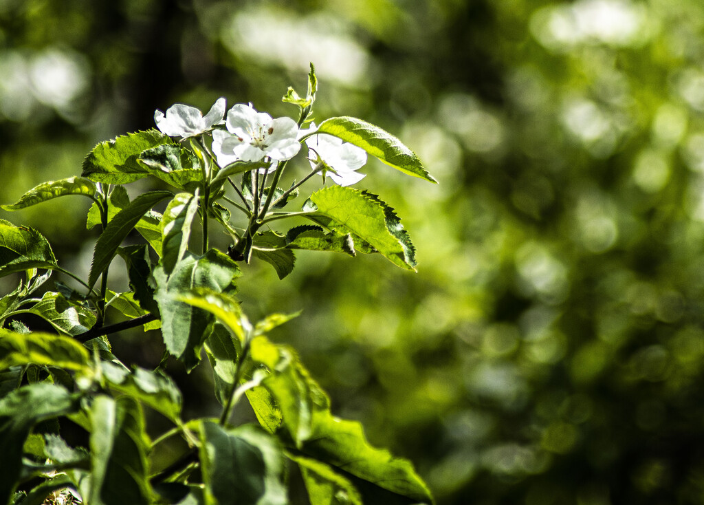 Apple blossoms by darchibald