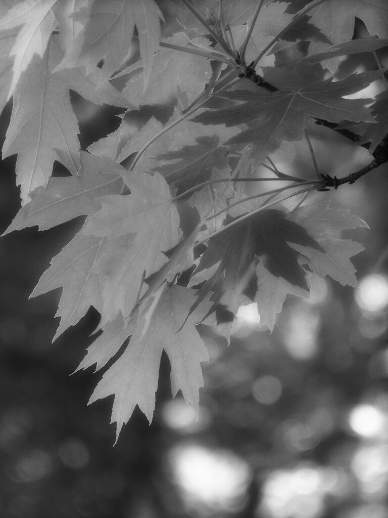 Maple leaves and bokeh... by marlboromaam