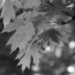Maple leaves and bokeh... by marlboromaam