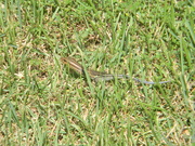 20th May 2023 - Skink in Grass 