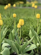 20th May 2023 - Tulips