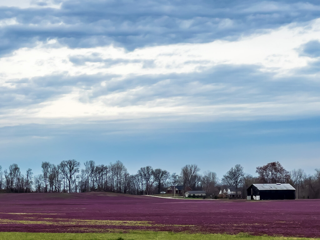 Purple Fields by sburton
