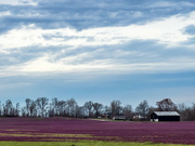 8th Mar 2023 - Purple Fields