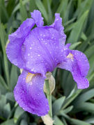 21st Apr 2023 - Spring Iris