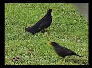 21st May 2023 - Blackbirds.  Day 21