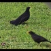 Blackbirds.  Day 21 by Dawn