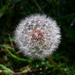   Complete Seed Head ~ by happysnaps
