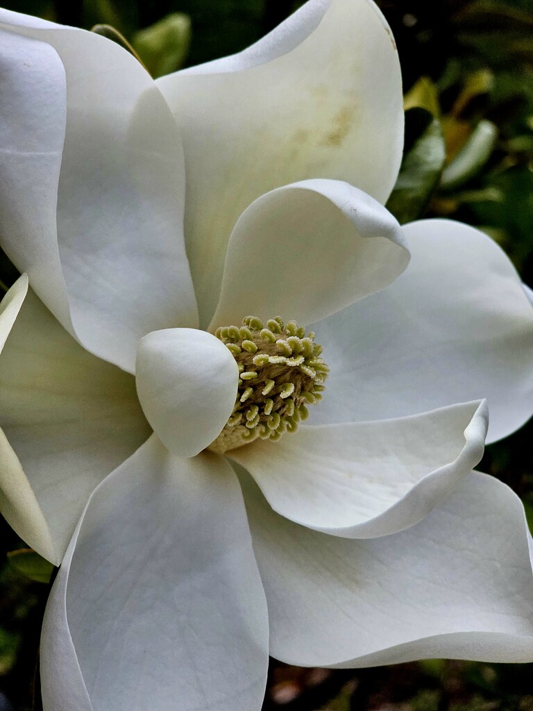 Magnolia by arayofsrqsun