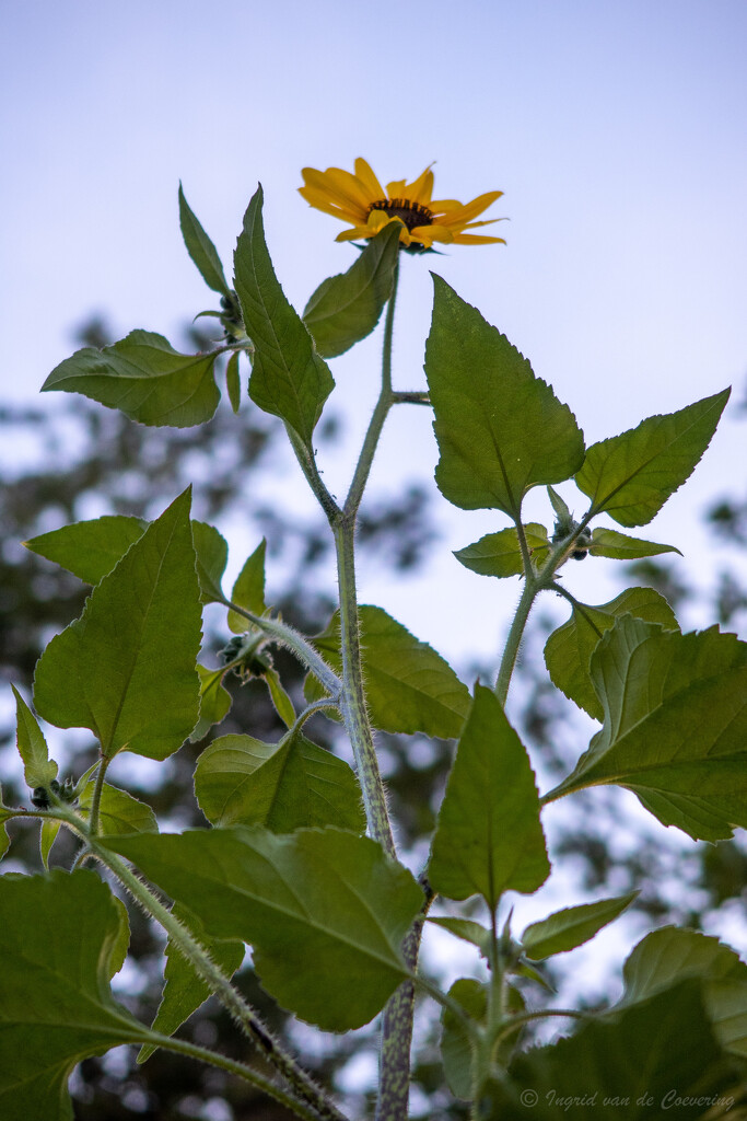 Very tall sunflower by ingrid01