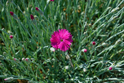 20th May 2023 - Firewitch Dianthus