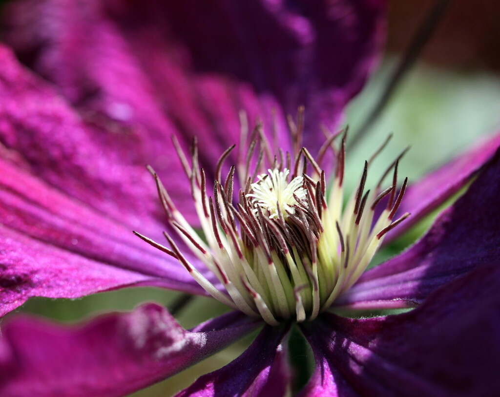 Clematis 'The President' by pyrrhula