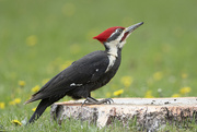 20th May 2023 - Pileated Woodpecker
