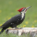 Pileated Woodpecker by fayefaye