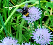 20th May 2023 - Buzzing Bee