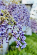 20th May 2023 - Wisteria