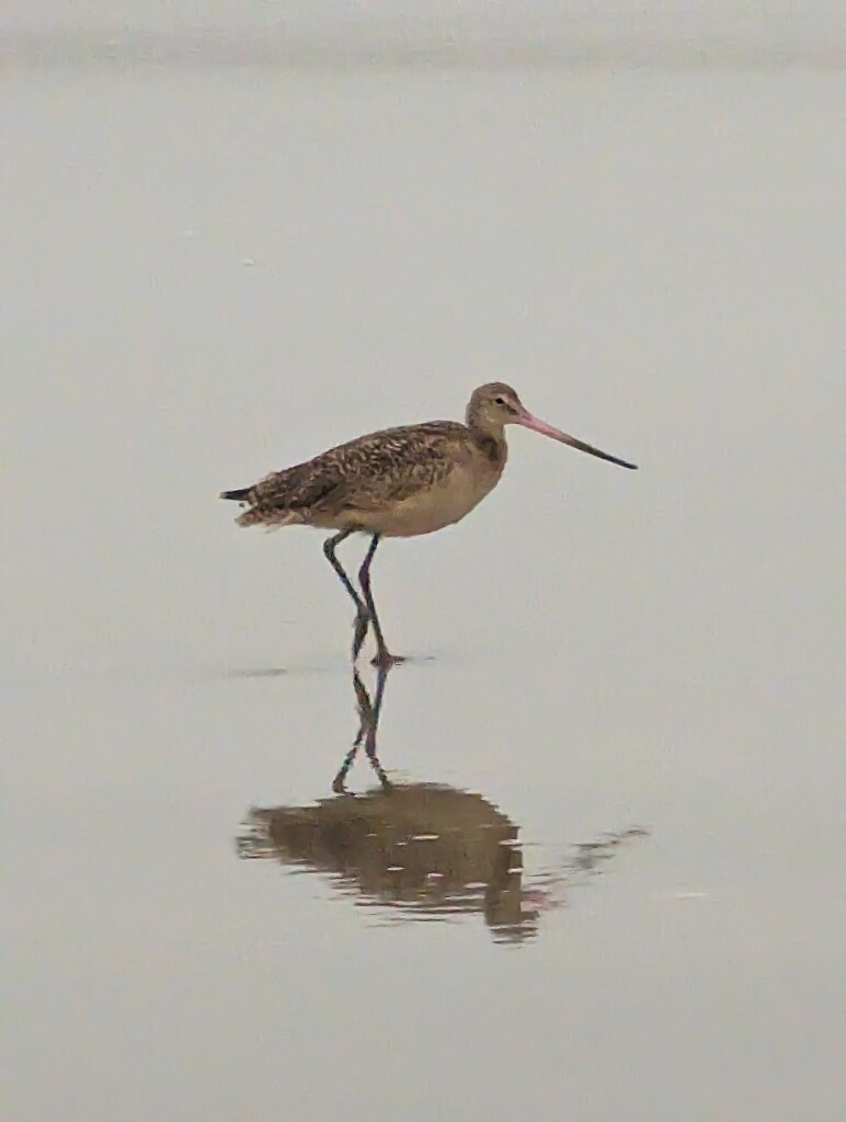 Marbled Godwit by harbie