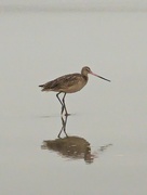 19th May 2023 - Marbled Godwit