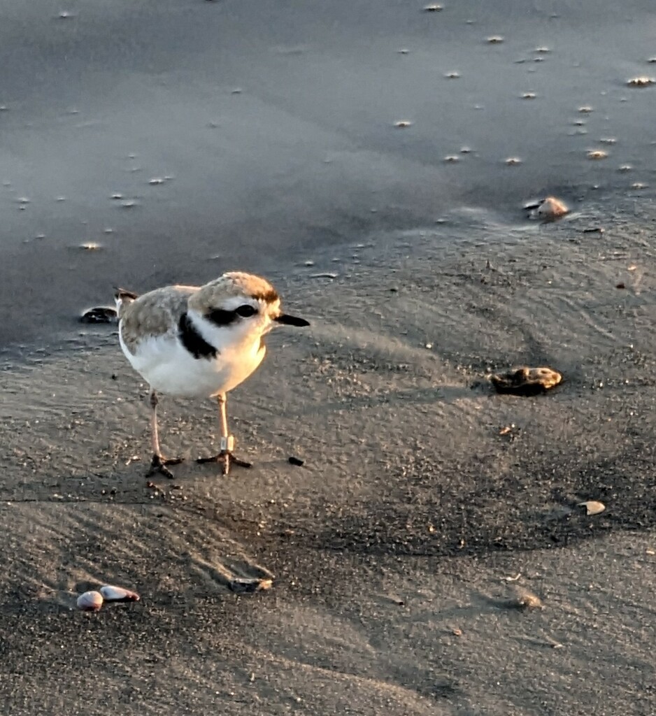 Snowy Plover  by harbie