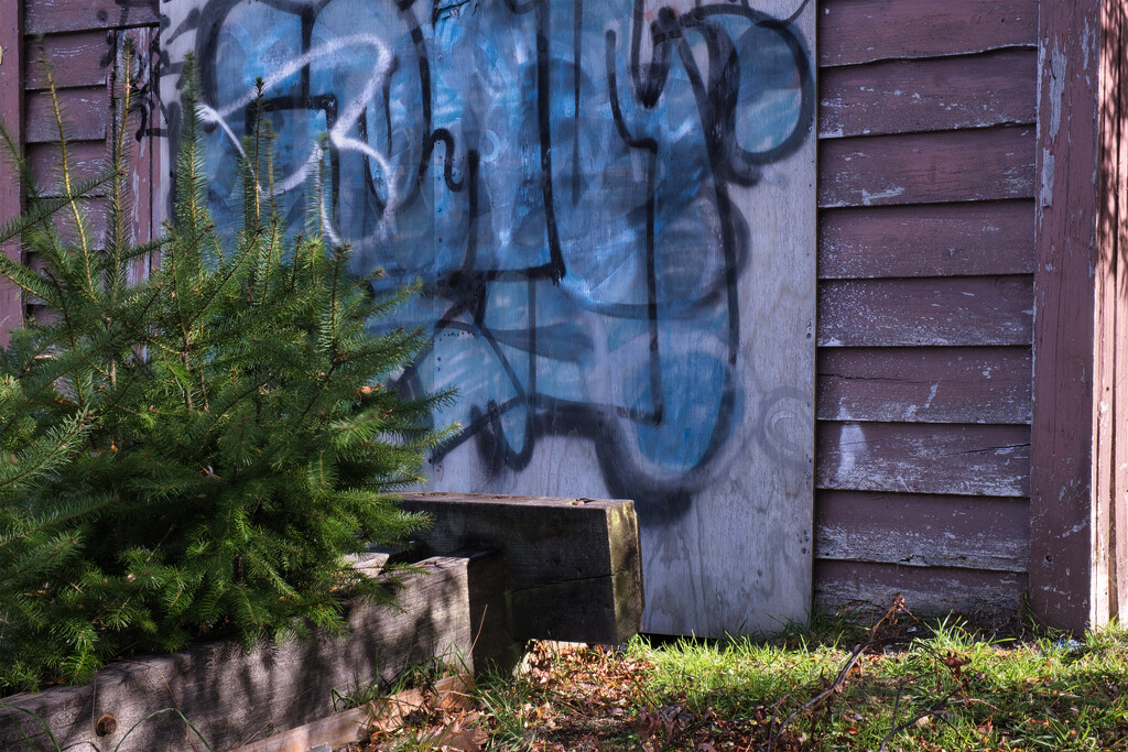 Boatshed graffiti  by dkbarnett