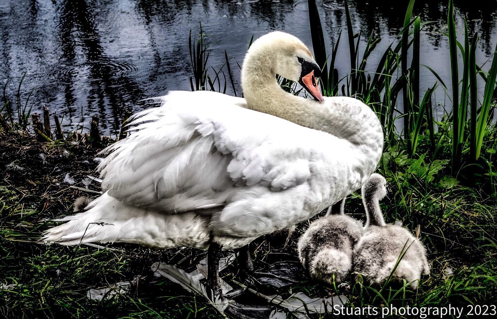 Mother and young  by stuart46