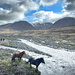 Horses in Iceland  by tstb13