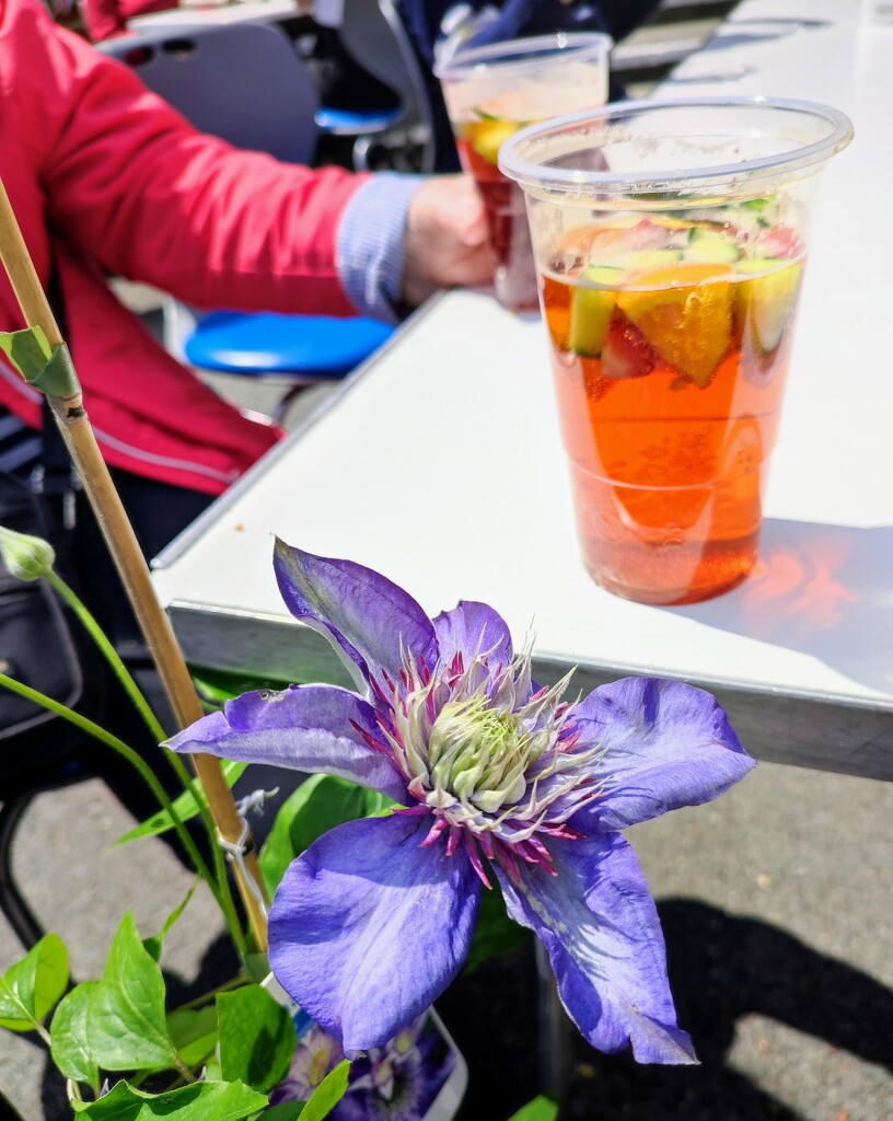 Clematis and Pimm's  by boxplayer