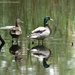 Double ducks by mccarth1