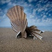 Seashell on the Beach by billyboy