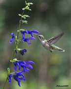 20th May 2023 - LHG_4093 Hummingbird on salvia