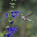 LHG_4093 Hummingbird on salvia by rontu