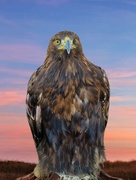 20th May 2023 - Golden Eagle