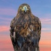 Golden Eagle by janbarrett