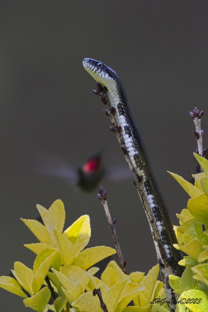 LHG_4120 hummer finds snake on his stem by rontu