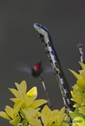 21st May 2023 - LHG_4120 hummer finds snake on his stem