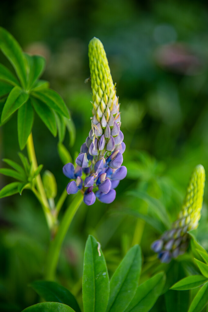 Lupin by carole_sandford