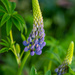 Lupin by carole_sandford