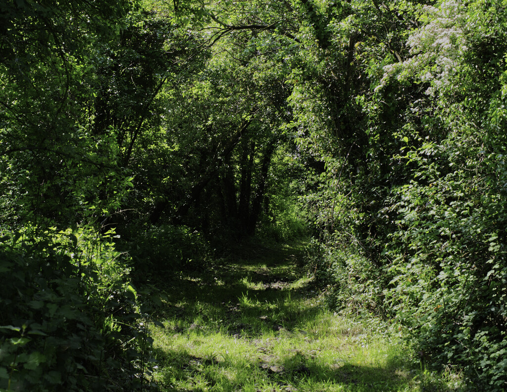 leafy path by sjoyce
