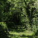 leafy path by sjoyce