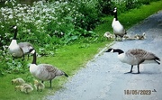 20th May 2023 - Geese and goslings on the canal path. Rishton. 