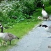 Geese and goslings on the canal path. Rishton.  by grace55
