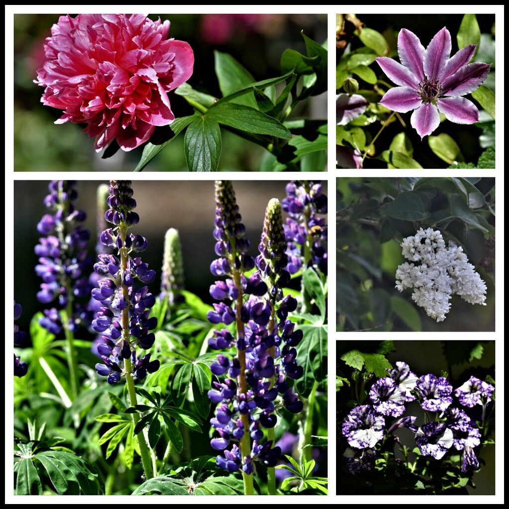 Flowers from my garden by rosiekind