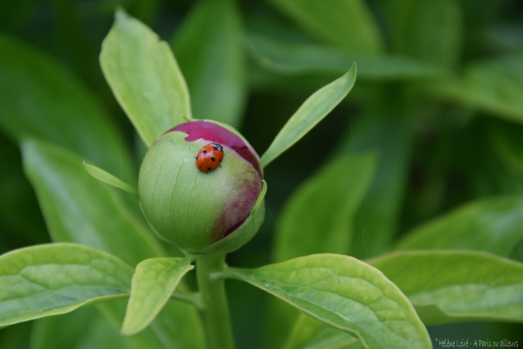 Ladybug by parisouailleurs